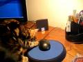 videos de Gigi - Marble Bengal Cat - Playing with Paper Clips.AVI