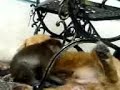 golden retriever vs monkey