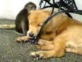golden retriever vs monkey