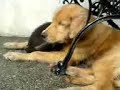 golden retriever vs monkey