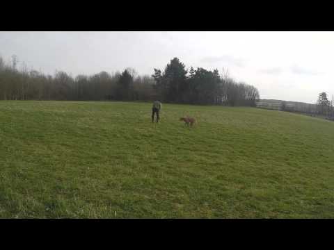  - Fallowfen Training Kennels