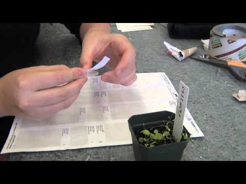 how to collect arabidopsis seeds