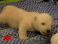 Raw Video: Polar Bear Sees Double Raw Video: Polar Bear Sees Double