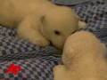 Raw Video: Polar Bear Sees Double