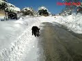 Cinghiale a spasso per il paese di Sante Marie attacca un residente
