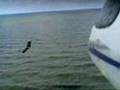 Onboard Easy Glider: Wings at Edgewater
