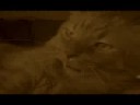 A Tribute to a Cat named Chipper