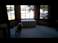 Cockapoo