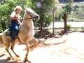 Doma de cavalo branquim