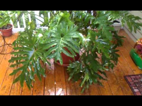 how to transplant philodendron selloum