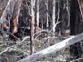 sambar-deer.html