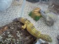 my NEW Leopard Gecko my NEW Leopard Gecko