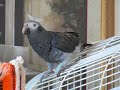 Naughty African Grey gets scolded .. Then says \" You Don\