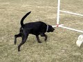 Agility Practice 3-18-07