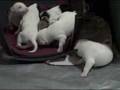 Moving and Shaking - 2 week old Rat Terrier Puppies