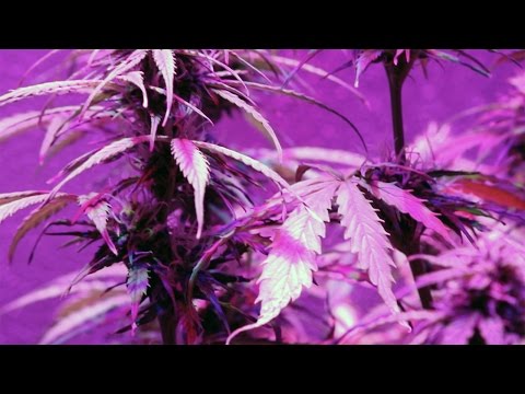 Legal Pot Under Siege in Amsterdam