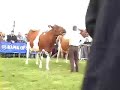 Ayrshire cows at Ayr County show Ayrshire cows at Ayr County show