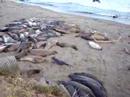 Elephant Seals 1