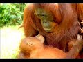 Orang Utan Republik Education Initative CSA