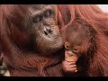 Orang Utan Republik Education Initative CSA - Thumb #2