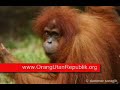 Orang Utan Republik Education Initative CSA - Thumb #3