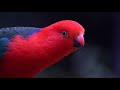 Jesus castillo a composer from Guatemala enjoy this beutiful piece called 