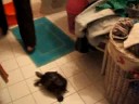 Dino discovering dinner in the works