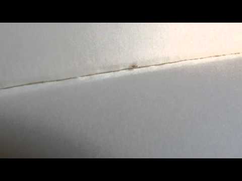 how to eliminate psocids