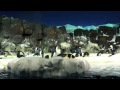 Noelle made a video for her kindergarten project about penguins. http://t.co/3uauHxXd