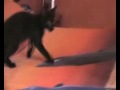 MICKEY - GATITO EN ADOPCION URGENTE MICKEY - GATITO EN ADOPCION URGENTE
