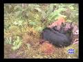 Hog hunt Hawaii style