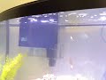 How to - Aquarium overflow / sump / refugium.  Some tips