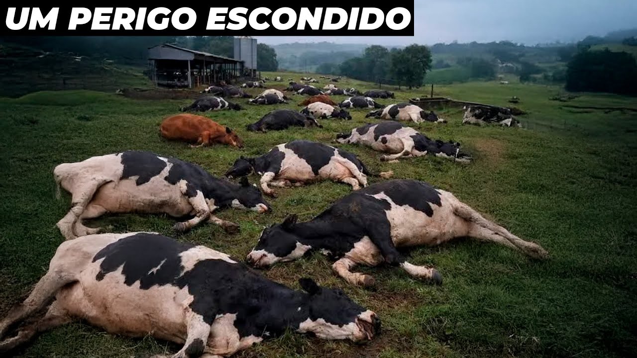 O mistério das 48 vacas que perderam a vida do dia para noite no Brasil