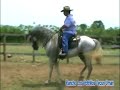 caballos bailando al ritmo de la musik