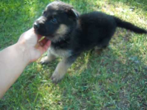 Falcon at 4 weeks of age