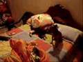 Como perros y gatos