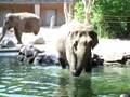 Allo zoo di Berlino