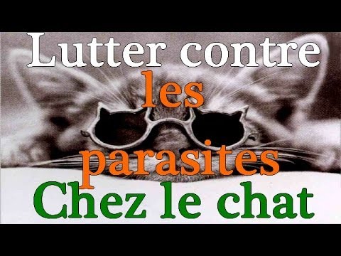 Des lamblias le moyen de la contamination