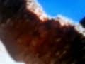 boards-of-canada-peacock-tail.html