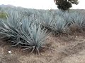 Plantio de Agave Azul de la especie