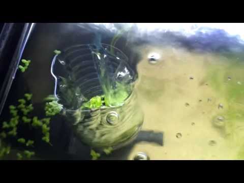how to get rid of azolla
