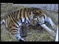 Nursing tiger cubs @ Brookfield Zoo Nursing tiger cubs @ Brookfield Zoo