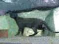 videos de la gata intrusa de chiny