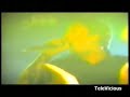 TELEVICIOUS 16