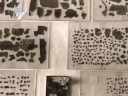 Bringing The Dead Sea Scrolls To The Public