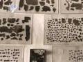 Bringing The Dead Sea Scrolls To The Public