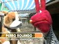 Perros Callejeros