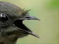 The Amazing Bergwall Lyrebird