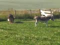 Søte små, rare esler :) Søte små, rare esler :)