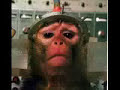 ska p  animales de laboratorio